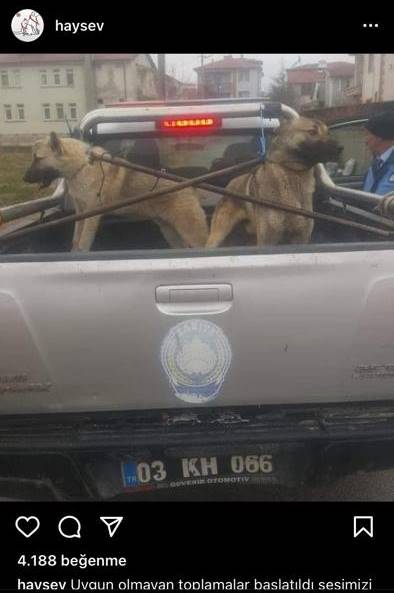 Bolvadin Belediyesi sokak köpeklerini nereye götürüyor?